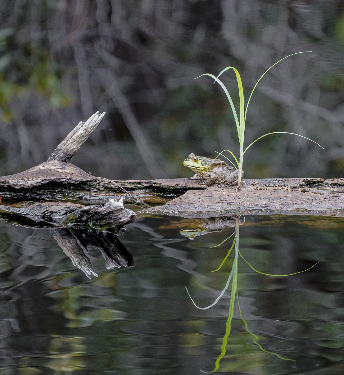 Bullfrog On A Log bullfrog