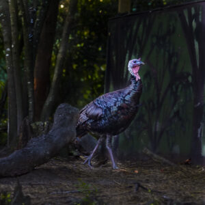 Turkey